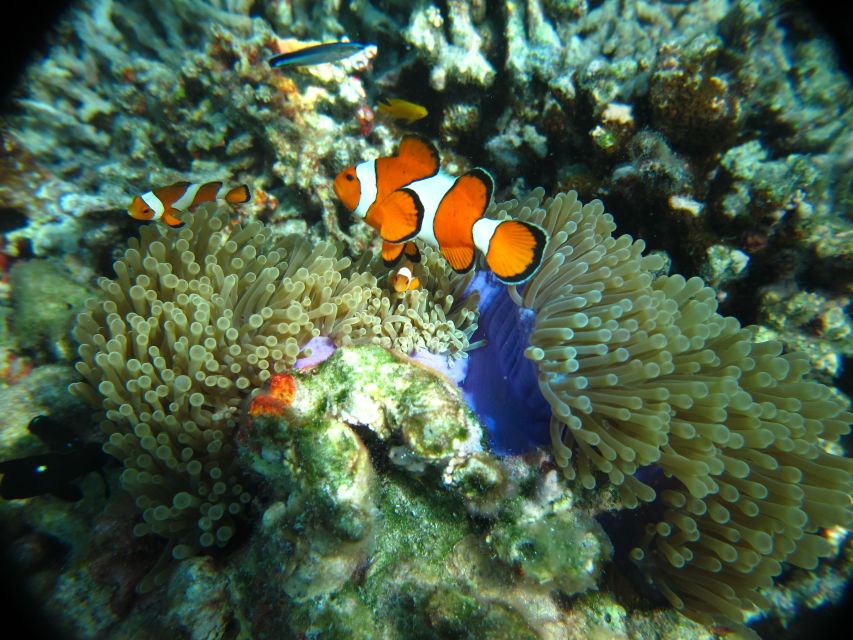 From Phi Phi: Full Day Snorkeling Trip by Longtail Boat - What’s included, and what you should budget for