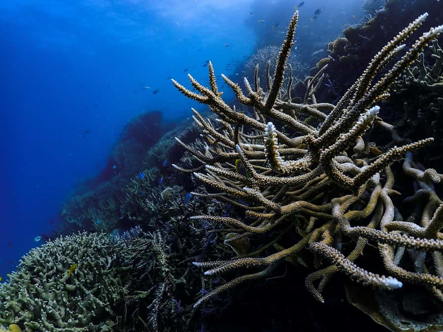 From Phi Phi : Full Day tour by Speed Boat with Lunch - FAQ