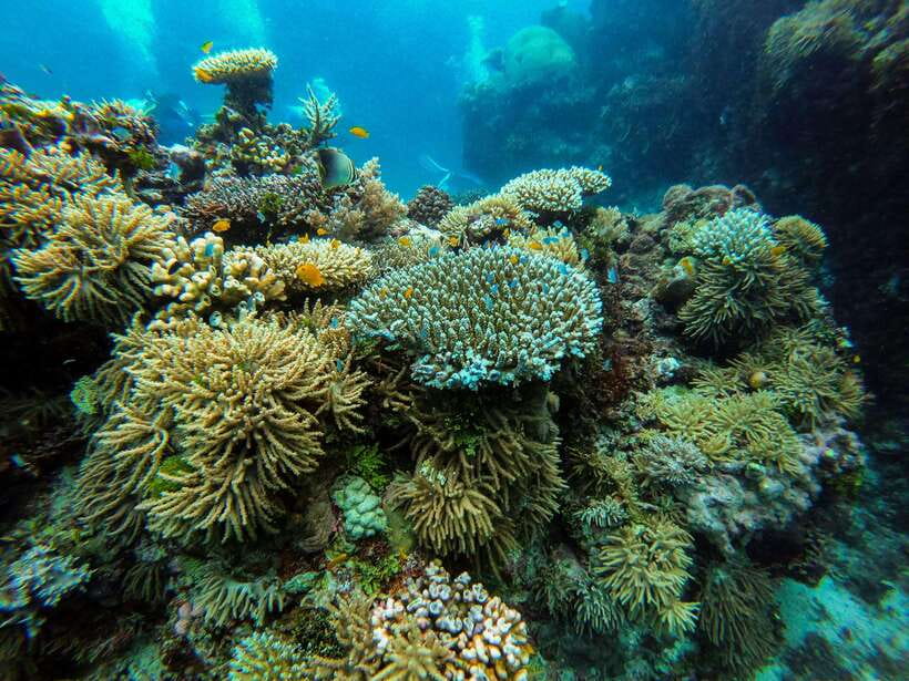 From Phi Phi: Half Day Longtail Boat Tour to Maya Bay - Pileh Lagoon: Swimming Pools and Included Snorkeling Gear