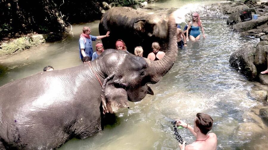From Phuket: Elephant Care Experience with Rafting & Zipline - A Simple Checklist Before You Go