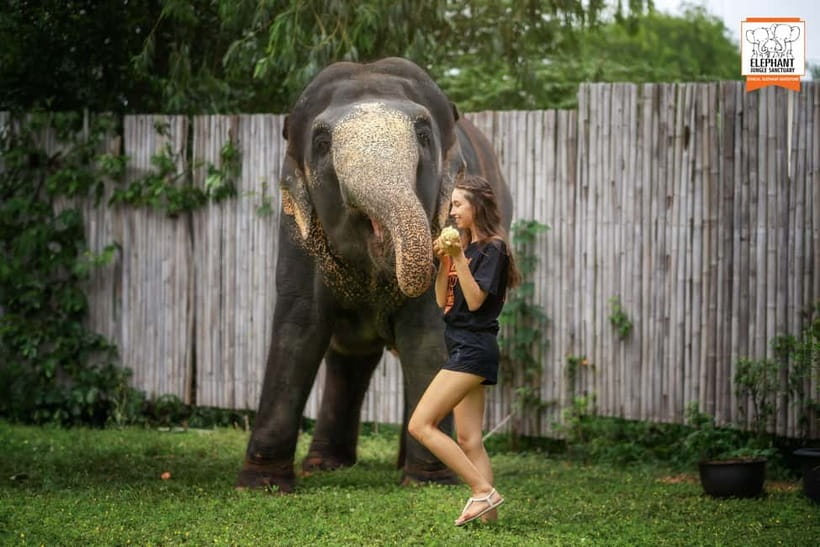 From Phuket: Elephant Jungle Sanctuary Feed and Shower Trip - Key highlights at a glance