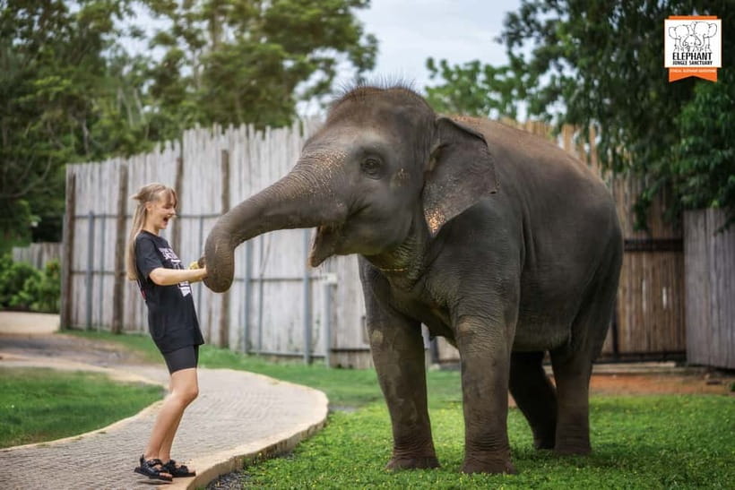 From Phuket: Elephant Jungle Sanctuary Feed and Shower Trip - Elephant education that actually helps you read the moment