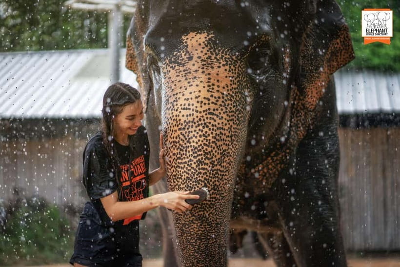 From Phuket: Elephant Jungle Sanctuary Feed and Shower Trip - Who this tour suits best (and who should skip it)