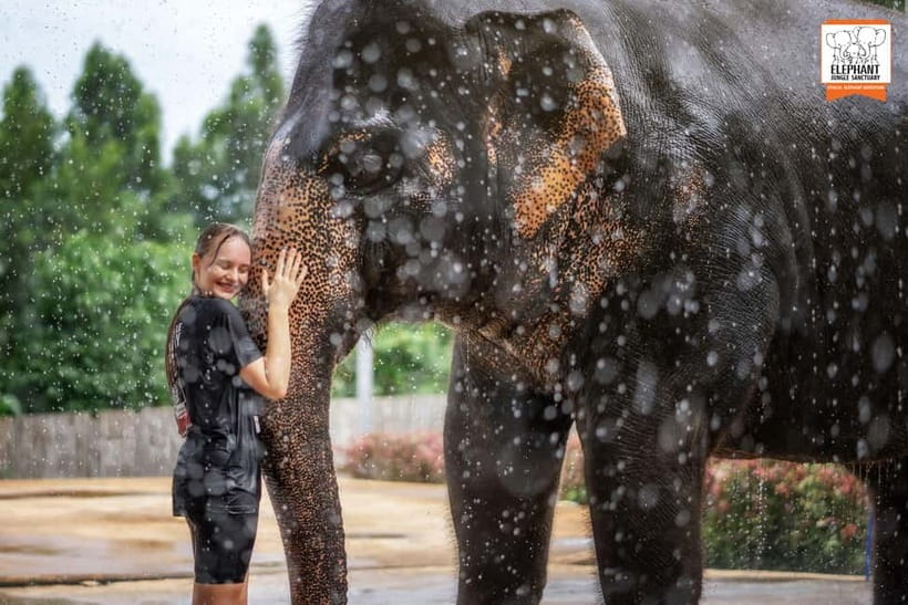 From Phuket: Elephant Jungle Sanctuary Feed and Shower Trip - The feeding session: close, calm, and hands-on