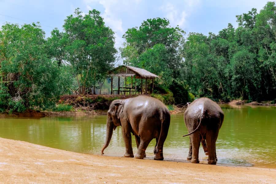 From Phuket: Ethical Elephant Interactive Trek and Tour - Key highlights to look for