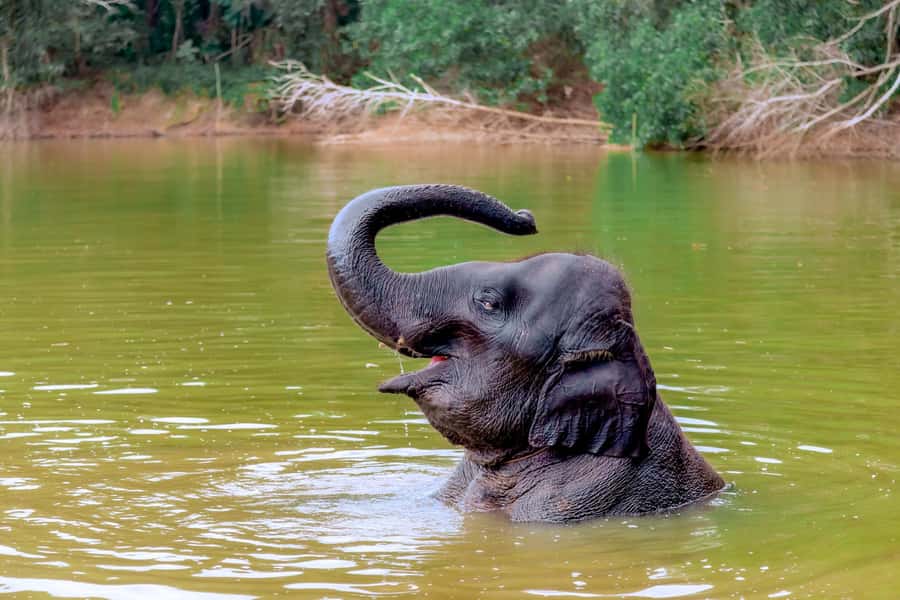 From Phuket: Ethical Elephant Interactive Trek and Tour - First thing you’ll notice: the pace, the group size, and the ethics