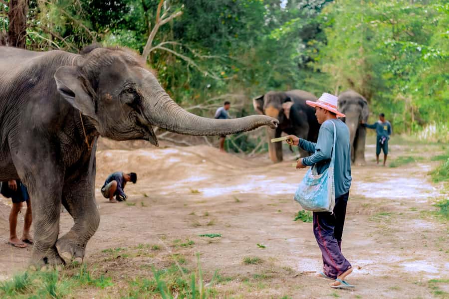 From Phuket: Ethical Elephant Interactive Trek and Tour - Arrival at Lake Phuket Elephant Sanctuary: snacks, orientation, and the first meet
