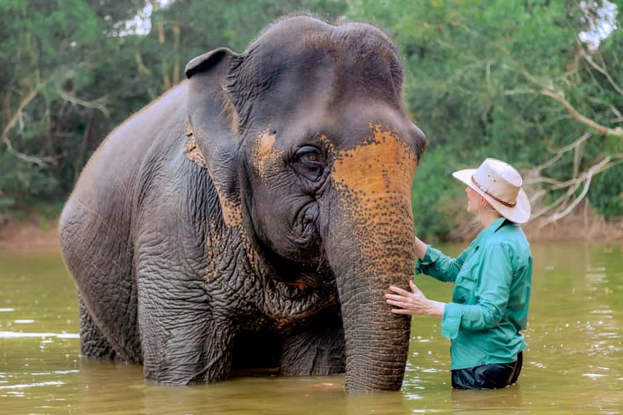 From Phuket: Ethical Elephant Interactive Trek and Tour - Feeding and health-focused interaction: why the second half feels more purposeful