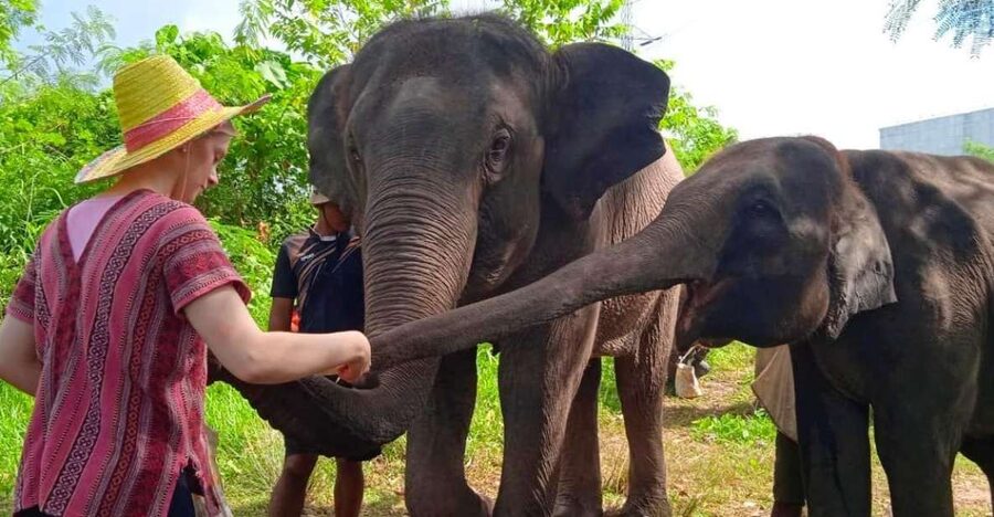 From Phuket: Ethical Elephant Interactive Trek and Tour - River bath and swimming: a cool down with brushing and bathing
