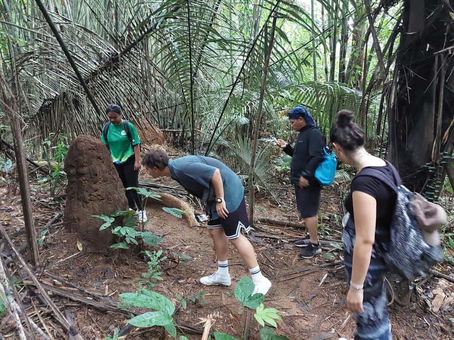 From Phuket: Guided Rainforest Hike with Lunch - Key points to know before you go