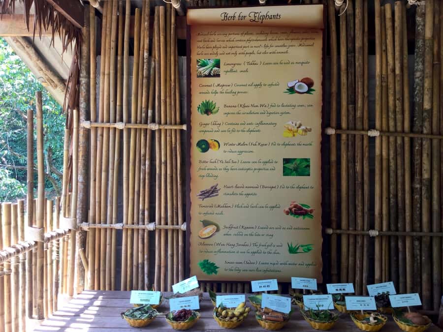From Phuket & Khao Lak: Elephant Care with Waterfall Visit - Lunch is a real meal, not just a box
