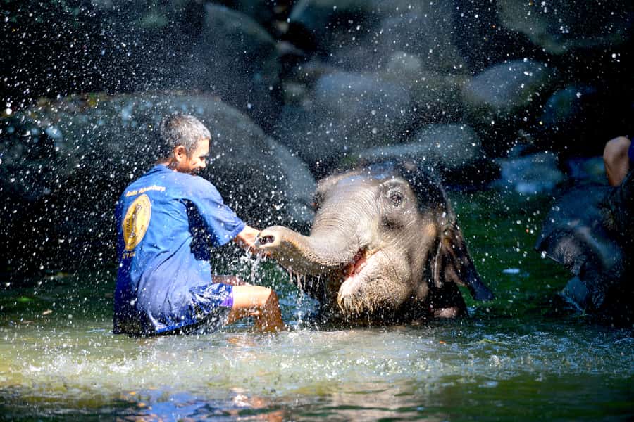 From Phuket & Khao Lak: Elephant Care with Waterfall Visit - Elephant Care Day With Waterfall: the big picture