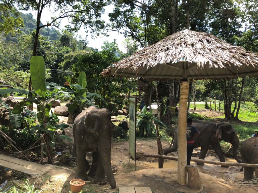 From Phuket & Khao Lak: Elephant Care with Waterfall Visit - Meeting your guide and putting on the Mahout uniform