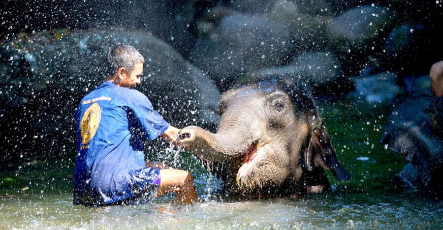 From Phuket & Khao Lak: Elephant Care with Waterfall Visit - Training, then making elephant food (bananas and sugar cane)