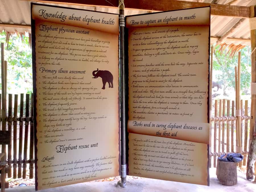 From Phuket & Khao Lak: Elephant Care with Waterfall Visit - Waterfall break in Phang Nga, plus the pond pause