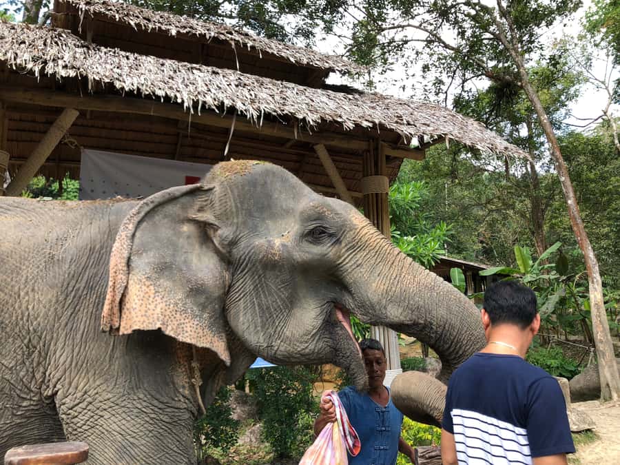 From Phuket & Khao Lak: Elephant Care with Waterfall Visit - Getting from Phuket or Khao Lak, and why timing matters