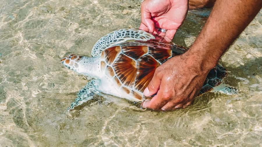 From Phuket: Khao Lak Highlights Full-Day Tour - Sea Turtle Conservation Center: meeting turtles where the work happens