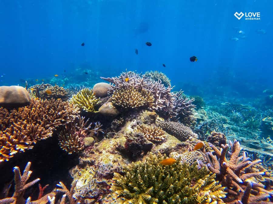 From Phuket or Khaolak: Surin Islands Day Trip - The Sea Gypsy Moken village: a culturally meaningful middle stop