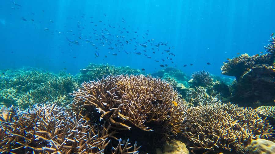 From Phuket or Khaolak: Surin Islands Day Trip - Snorkeling at Mai Yai and Tao Gulfs: the second and third reef rounds