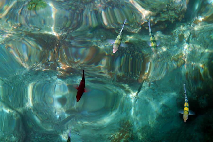 From Phuket: Phi Phi and Maya Bay Snorkeling by Speedboat - Phi Phi Leh and Maya Bay: what you’re aiming for, and what can change