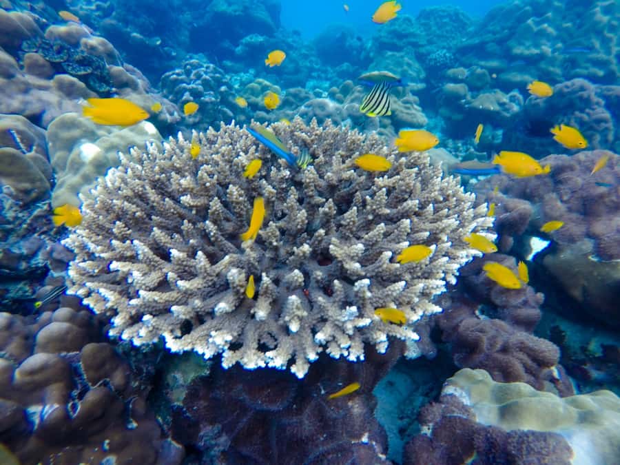 From Phuket: Phi Phi and Maya Bay Snorkeling by Speedboat - Speedboat views, Monkey Beach, and the scenery you get just by cruising