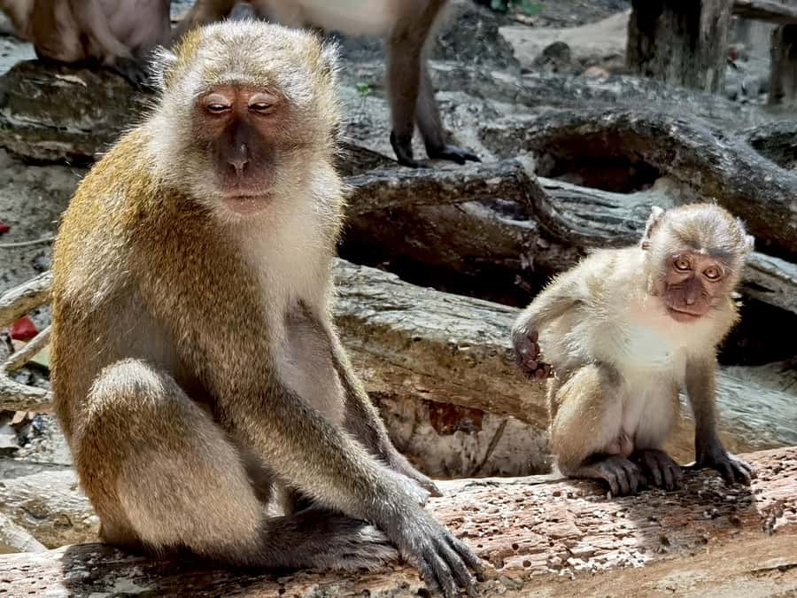 From Railay: Day Trip to Phi Phi with Private Longtail Tour - Pileh Lagoon, Monkey Bay, and the Wildlife Stops That Break Up the Day