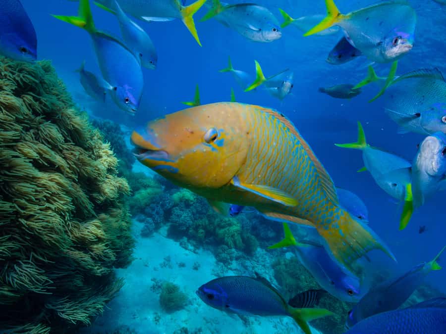 From Samui: Koh Tao and Nangyuan Snorkeling Tour Day Trip - Key points before you go