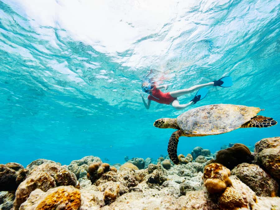 From Samui: Koh Tao and Nangyuan Snorkeling Tour Day Trip - Nangyuan Island Beach Time, Expect Crowds and Plan for Them