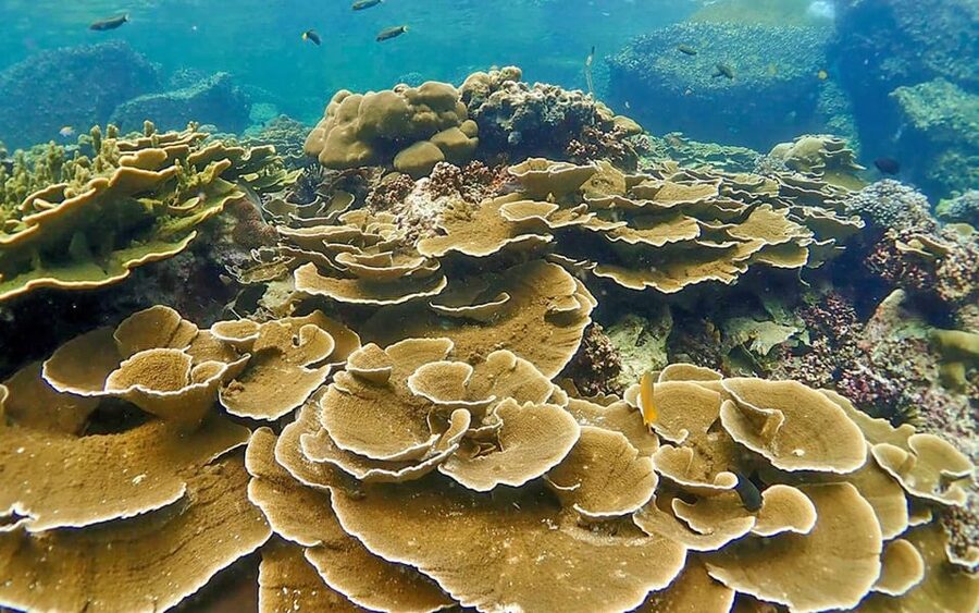 Full-Day Koh Lipe 5 points Snorkeling (East Zone) with Lunch - Key Points to Know Before You Go