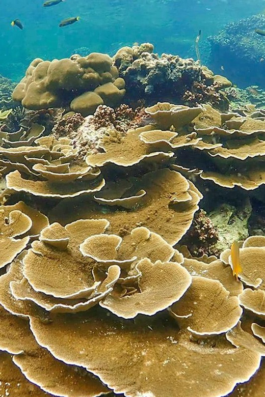 Full-Day Koh Lipe 5 points Snorkeling (East Zone) with Lunch - Boat Ride, Pickup Timing, and Why It Matters