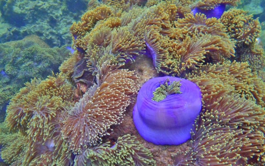 Full-Day Koh Lipe 7 points Snorkeling Experience with Lunch - What You Should Bring for Comfort and Clear Water Time
