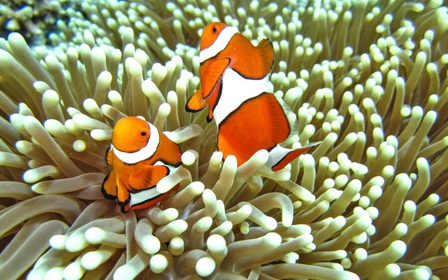Full-Day Koh Lipe 7 points Snorkeling Experience with Lunch - Price and Value: Why $28 Can Make Sense Here