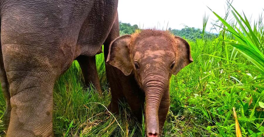 Full-day with CHIANGMAI ELEPHANT CARE and Sticky waterfall - Quick hits to know before you go