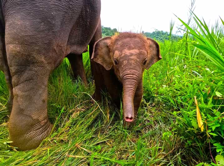 Full-day with CHIANGMAI ELEPHANT CARE and Sticky waterfall - Hotel pickup, Maeteang drive, and how the day flows (8am to 5pm)
