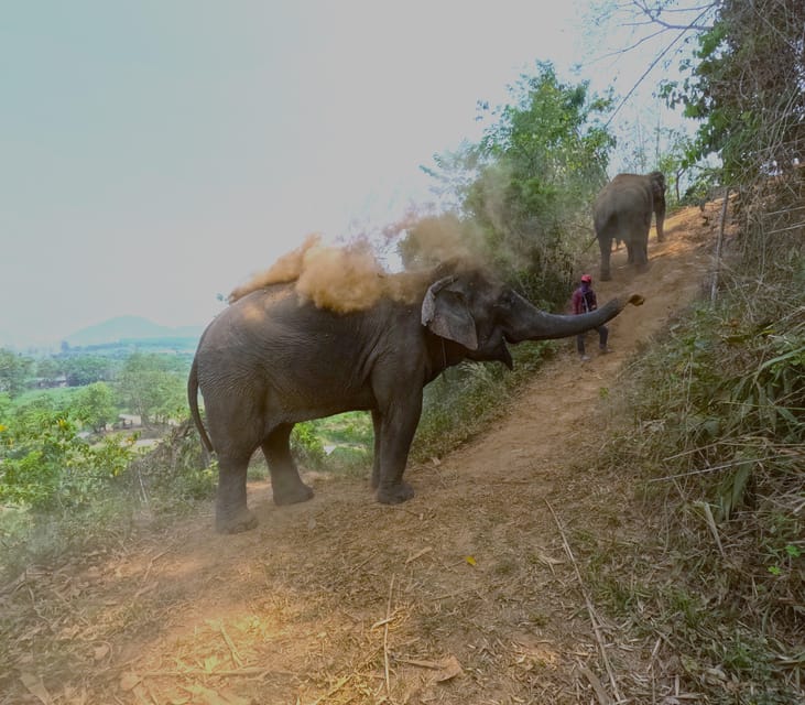Full-day with CHIANGMAI ELEPHANT CARE and Sticky waterfall - Elephant interaction time: feeding, touching, and watching behavior