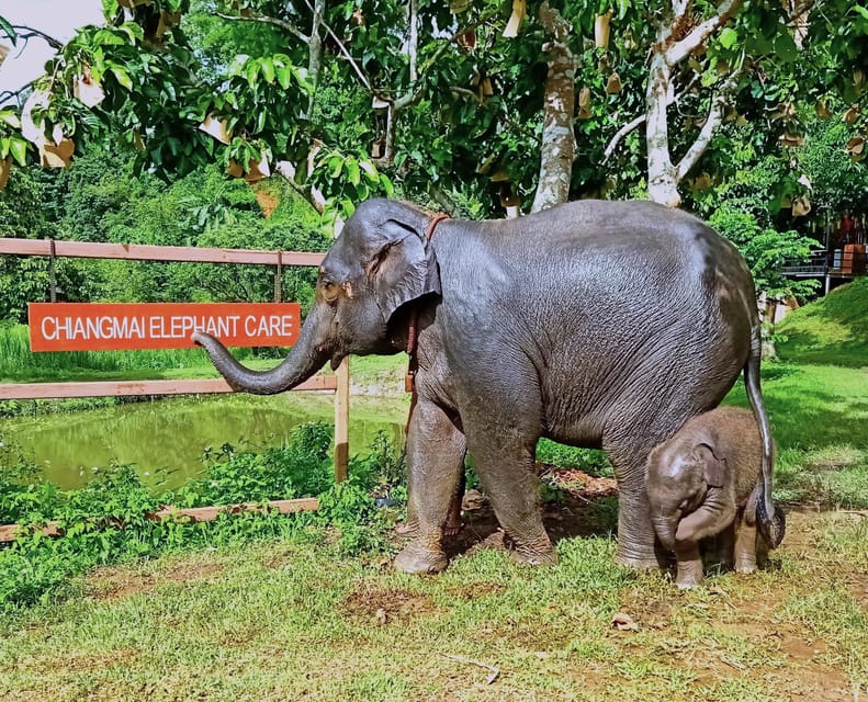 Full-day with CHIANGMAI ELEPHANT CARE and Sticky waterfall - Lunch, shower time, and reset before sticky waterfall climbing