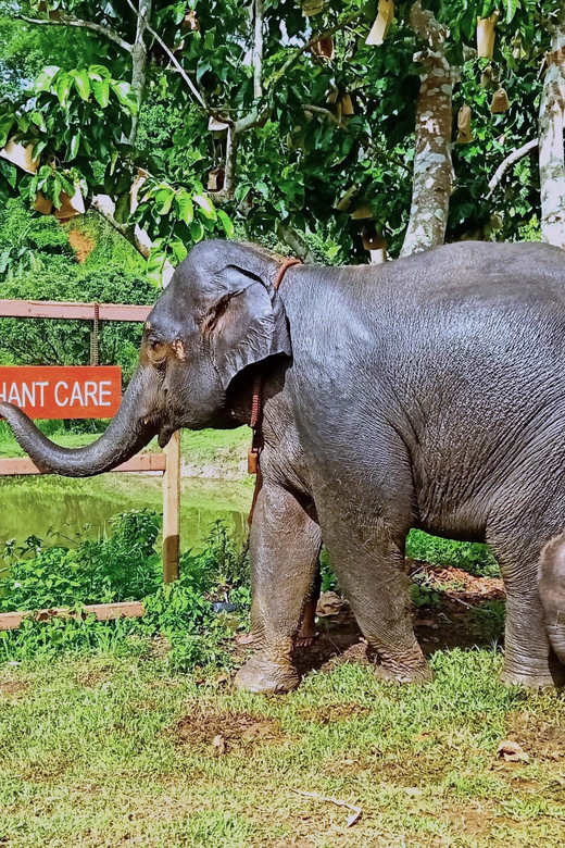 Full-day with CHIANGMAI ELEPHANT CARE and Sticky waterfall - The sticky waterfall: limestone climbing and why it is worth the trip