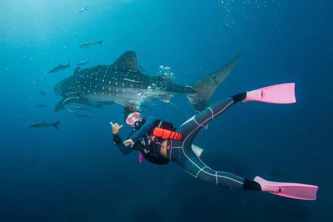 Fun Diving Packages (Certified Divers) - Gear, pickup, boat transfers, and lunch, the logistics that matter