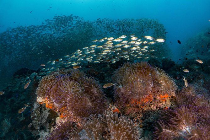 Fun Diving Packages (Certified Divers) - The price: how $71.71 can work if you add up what you avoid