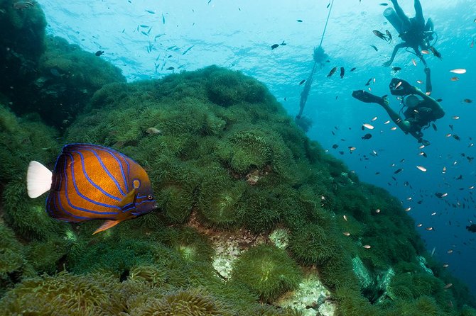 Fun Diving Packages (Certified Divers) - Professional instructor support, including tips you can actually use