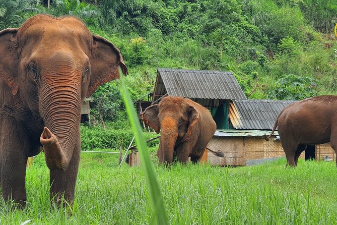 Half-Day Elephant Experience at Rantong - Quick hits before you go