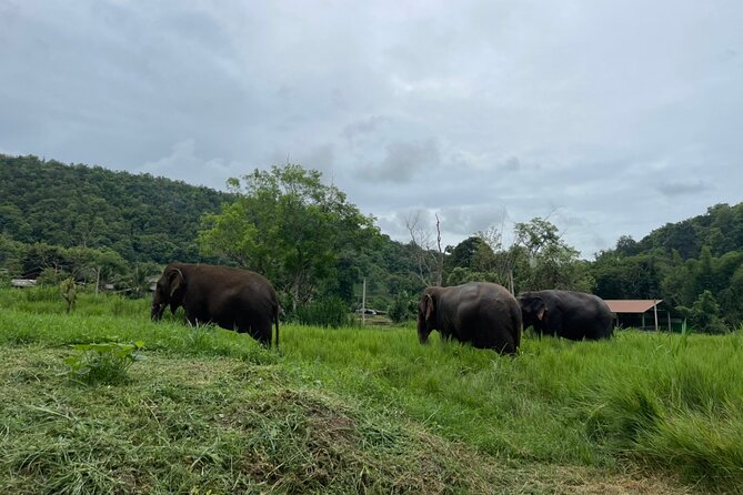 Half-Day Elephant Experience at Rantong - Ran-Tong in Mae Taeng District: what your half-day is really about
