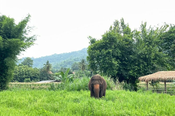 Half-Day Elephant Experience at Rantong - Meet, walk, and take things slowly with rescued elephants