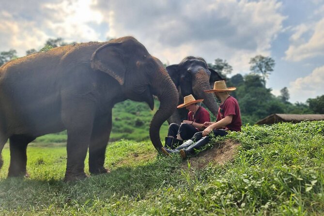 Half-Day Elephant Experience at Rantong - The elephant bath: what it is, why it matters, and how to not ruin your day