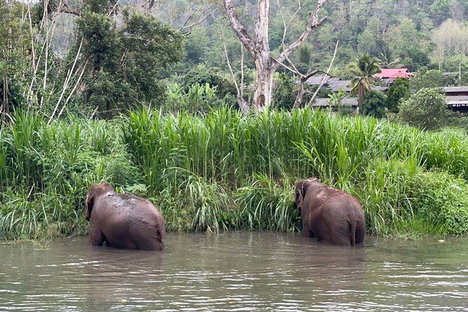 Half-Day Elephant Experience at Rantong - Thai food, fruit, and the end-of-day reset
