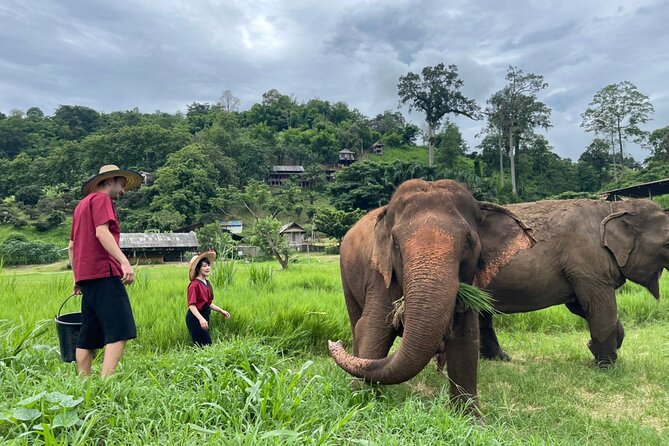 Half-Day Elephant Experience at Rantong - Getting to Ran-Tong: pickup, the drive, and the practical reality