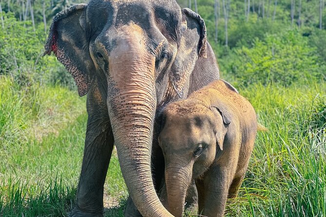 Half Day Elephant Home Sanctuary in Samui - Key things to know before you go to Samui Elephant Home