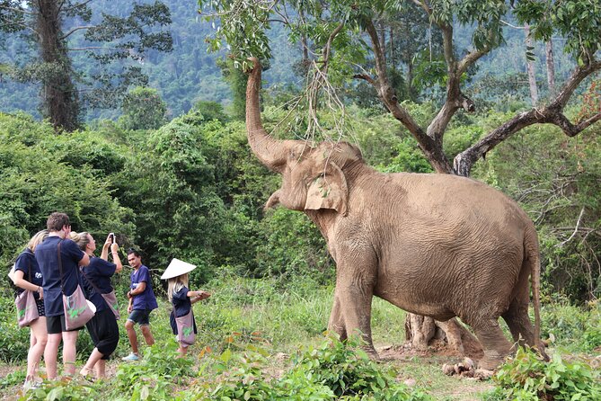Half Day Elephant Home Sanctuary in Samui - Entering the Samui Elephant Home vibe: sanctuary time in the jungle