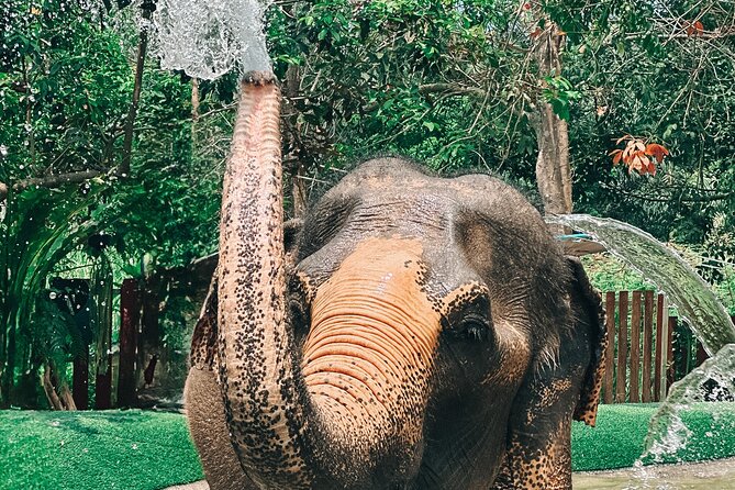 Half Day Elephant Home Sanctuary in Samui - Hands-on feeding without the ride: making elephant food and joining the routine