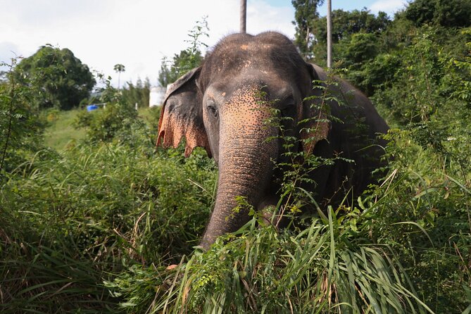 Half Day Elephant Home Sanctuary in Samui - Bathing and care: hose water, pool time, and mahout attention
